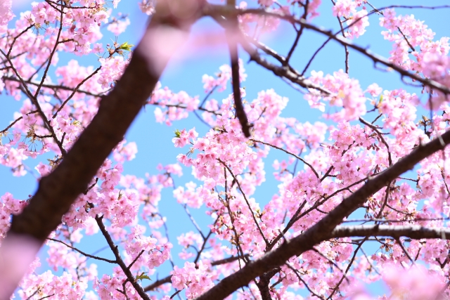 お花見を楽しみましょう